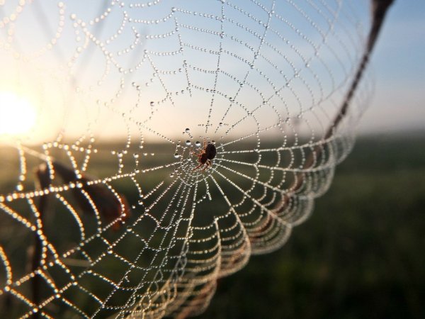 Паук на паутинке