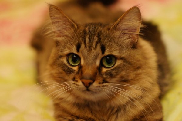 Кот Барсик
