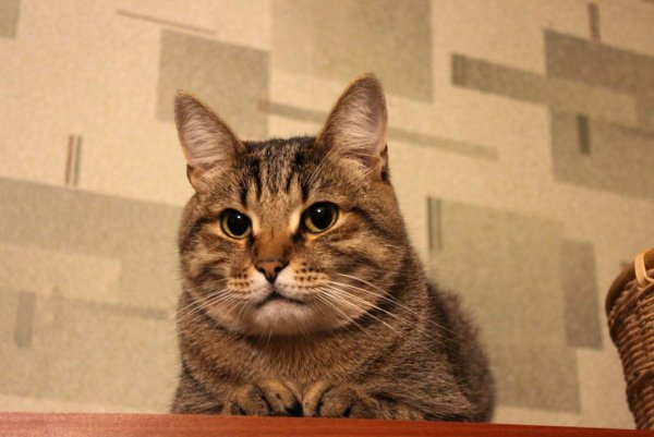 Коты Барсик