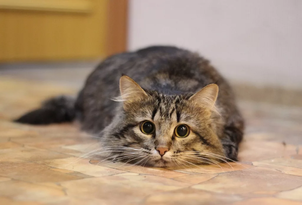 Котенка Барсика