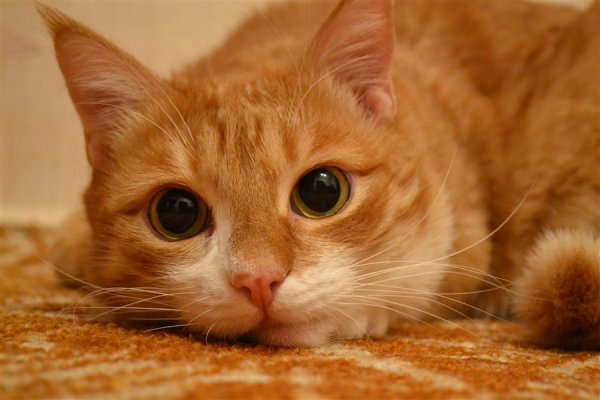Кот Барсик