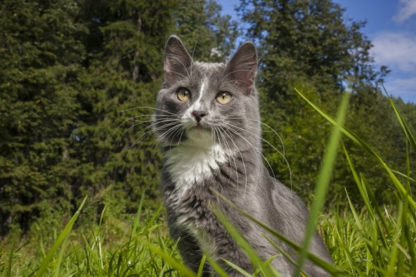 Кошка Барсик