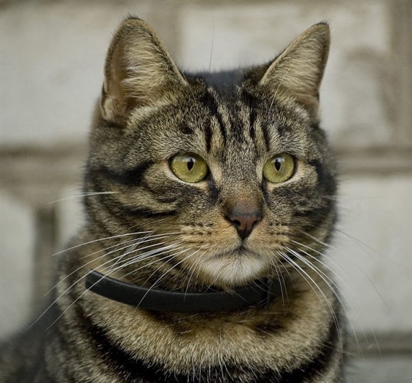 Кошка Барсик