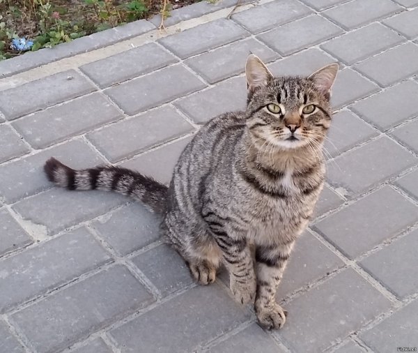 Барсик кот уличный