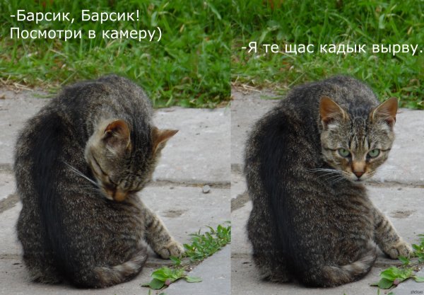 Барсик прикол