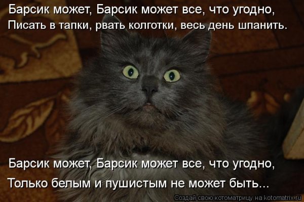 Барсик прикол
