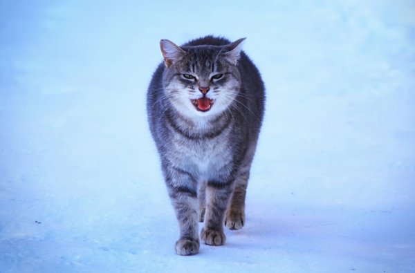 Кошка Барсик