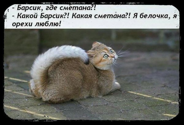 Смешной Барсик