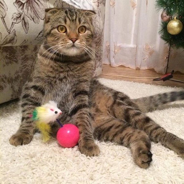 Барсик смешной кот