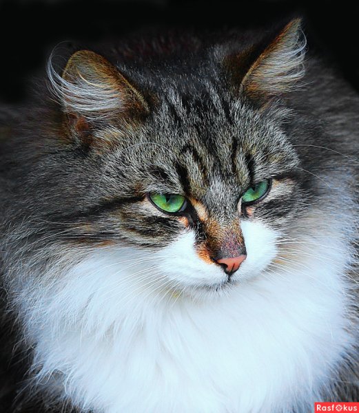Кот Барсик