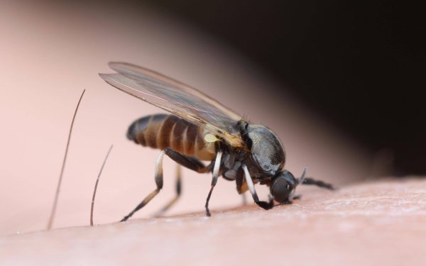 Имаго мошки