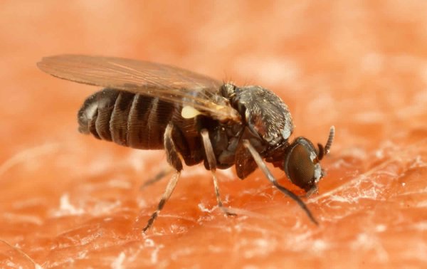 Мошки Simuliidae