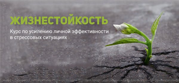 Проросток яблони