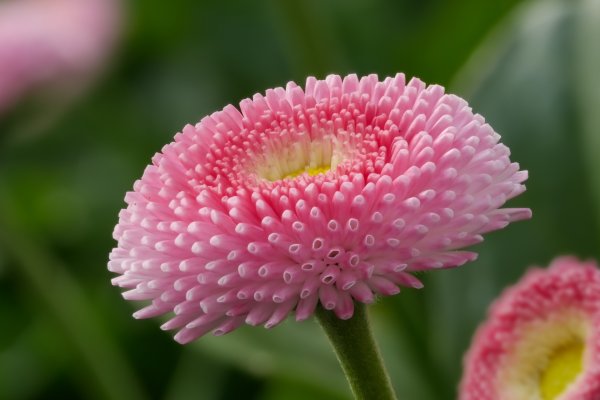 Маргаритки шаровидные