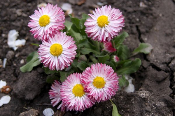 Маргаритка Bellis perennis