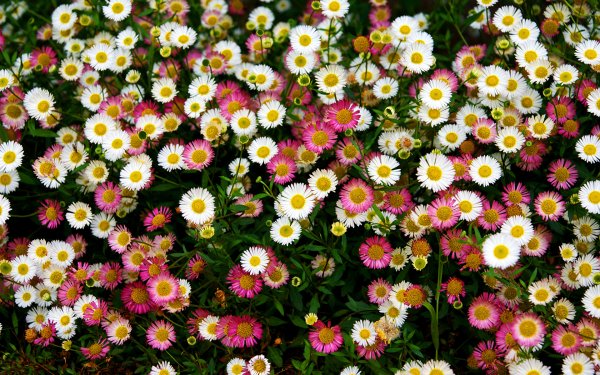 Маргаритка многолетняя мелкоцветковая