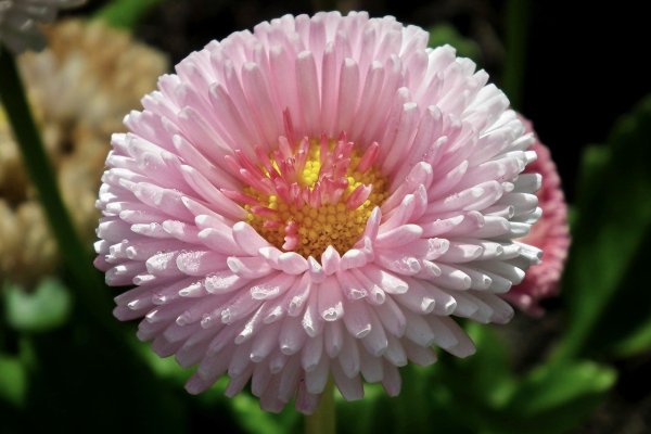 Маргаритка многолетняя Rominette