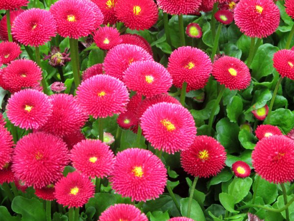 Маргаритка многолетняя Bellis perennis