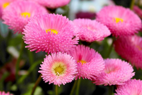 Маргаритка помпонная ред