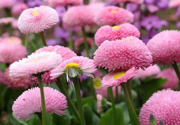 Маргаритка помпонная белая