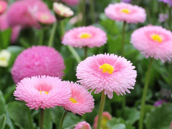 Маргаритка многолетняя Bellis perennis