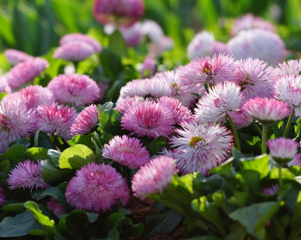 Маргаритки многолетние зефир