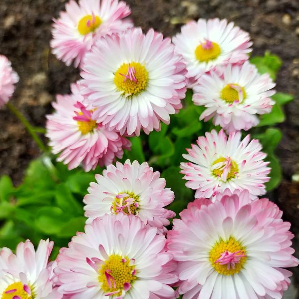 Маргаритка многолетняя Энорма махровая