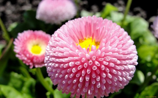 Маргаритка махровая