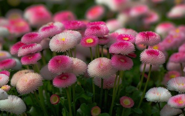 Маргаритка многолетняя Tasso Pink