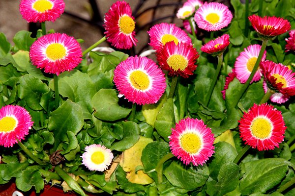 Маргаритка Тассо красная