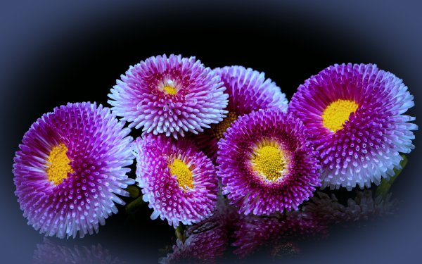 Маргаритки цветы