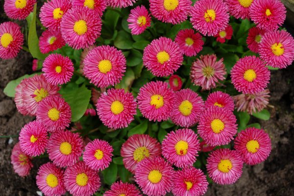 Маргаритка многолетняя Монстроза