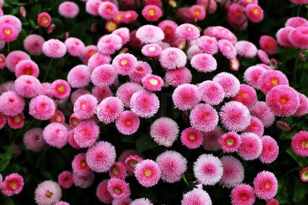 Маргаритка помпонная