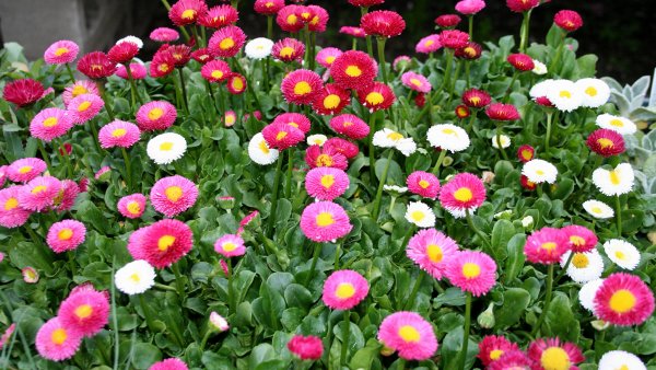 Маргаритка многолетняя мелкоцветковая