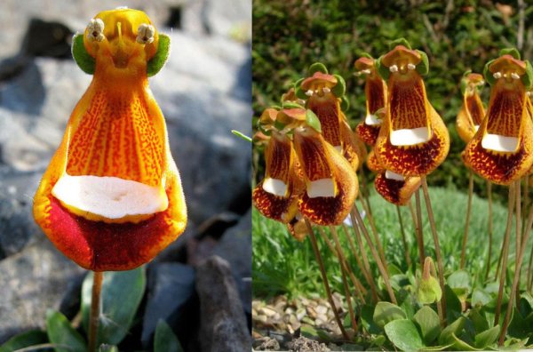 Кальцеолярия Унифлора (Calceolaria uniflora)
