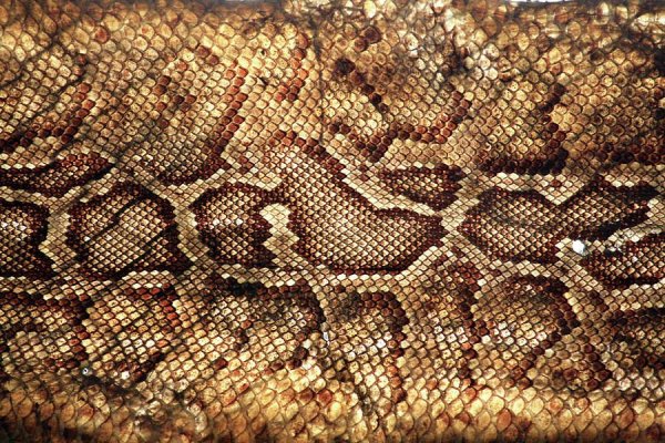 Змеиная кожа