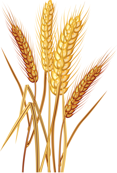 Wheat Barley вектор