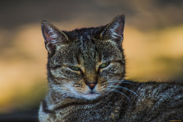Хитрый взгляд кота
