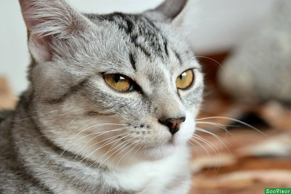 Наглая кошка