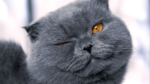 Британский вислоухий кот