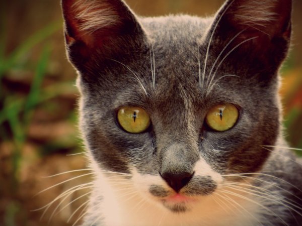 Хитрый взгляд кота
