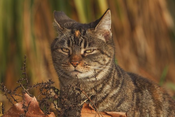 Хитрая морда кота