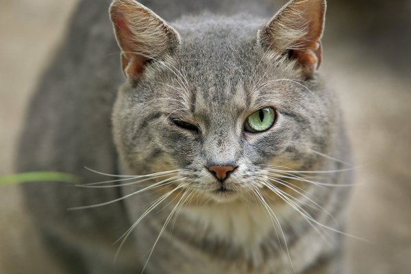 Вопросительный взгляд кота