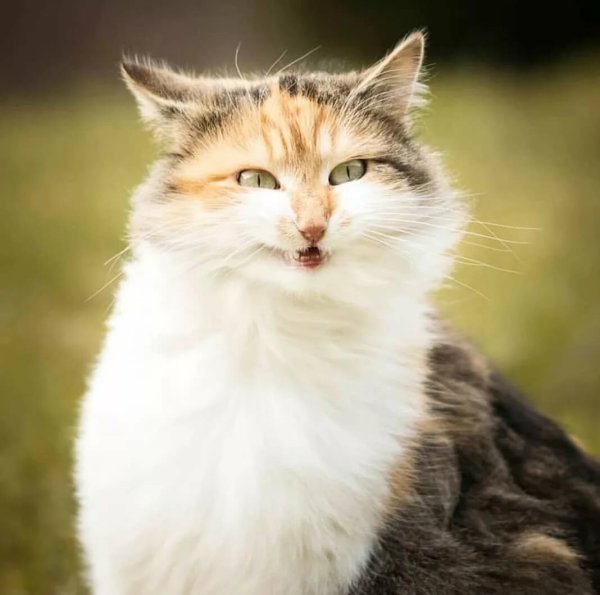 Хитрые коты