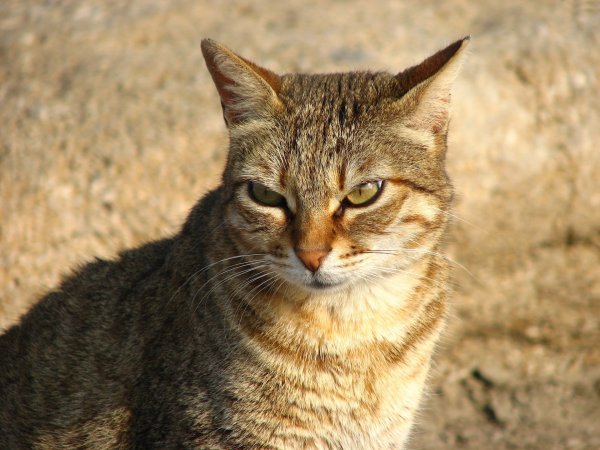 Высокомерная кошка