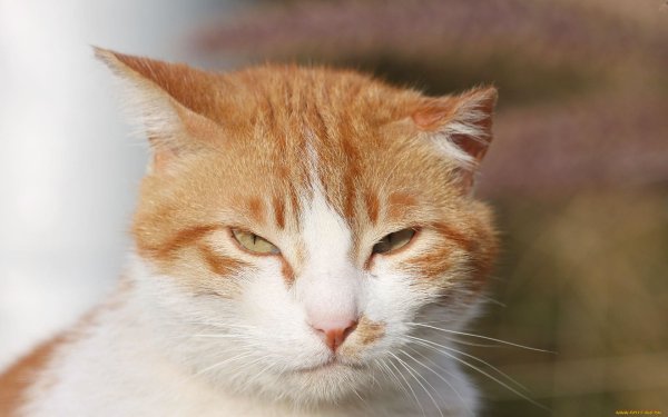 Рыже белый кот