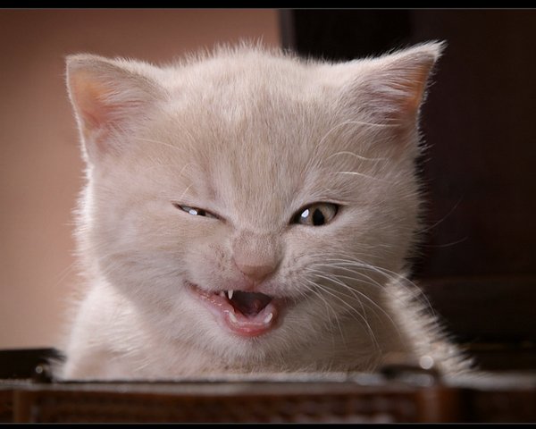 Кот верующий