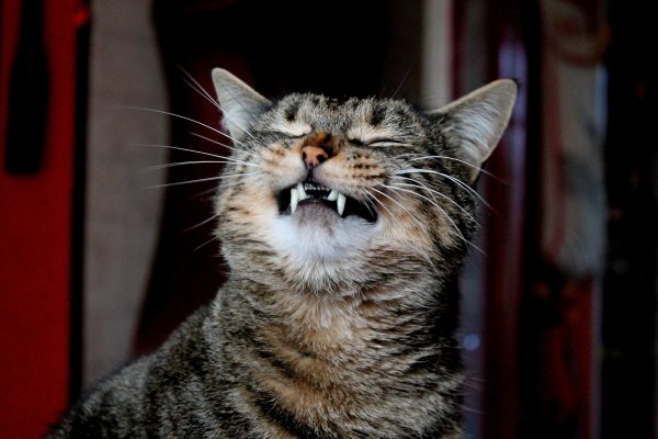Смешной котяра