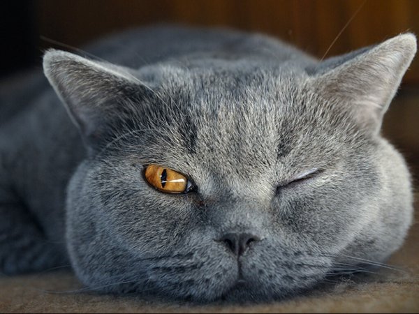Злая Британская короткошерстная кошка
