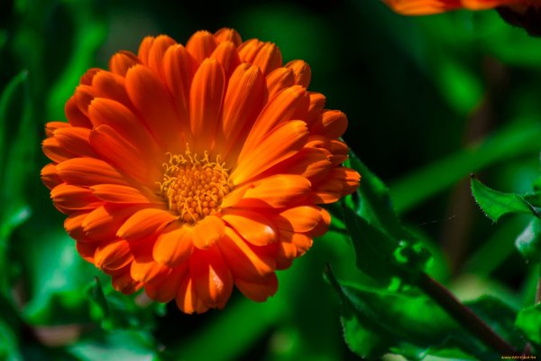 Календула лекарственная (Calendula officinalis)